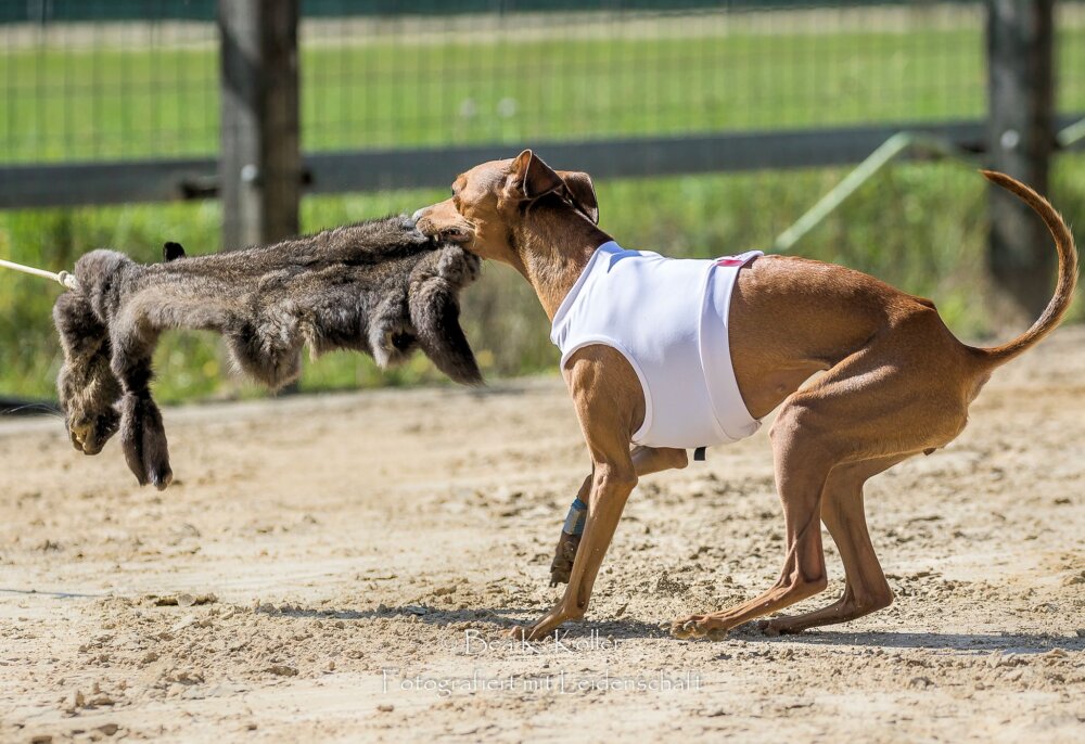 Junghundetraining: nächster Termin: 12. Mai, 19.15 Uhr ...